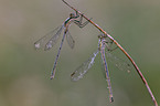 emerald damselflies