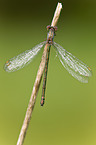 emerald damselfly