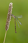 emerald damselfly