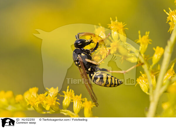 Gemeine Wespe / Common wasp / HJ-02250