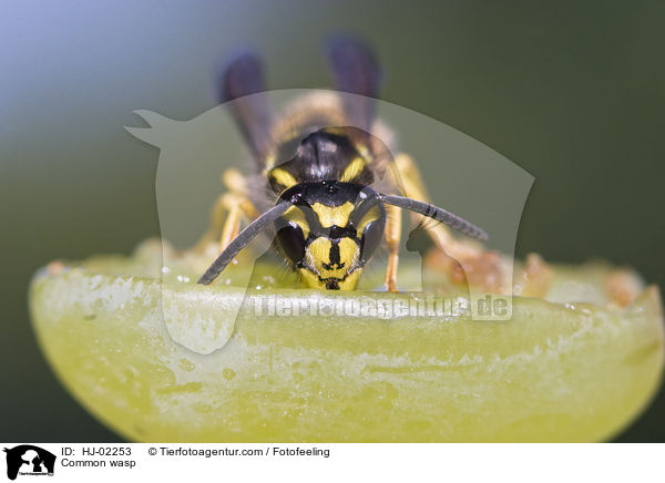 Gemeine Wespe / Common wasp / HJ-02253