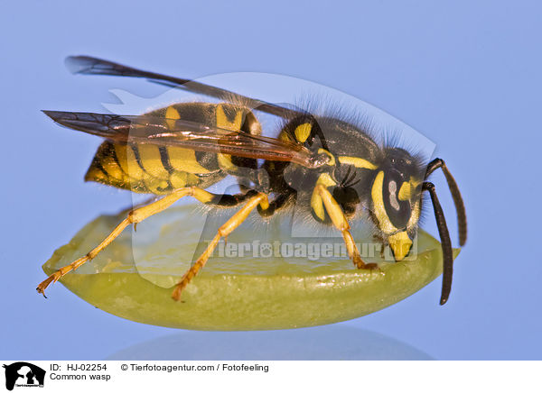 Gemeine Wespe / Common wasp / HJ-02254