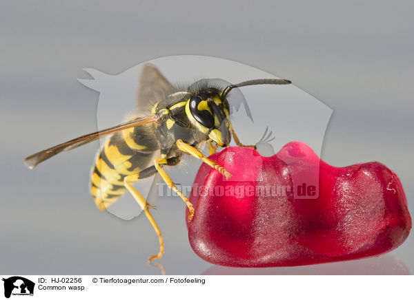 Gemeine Wespe / Common wasp / HJ-02256