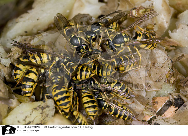 Gemeine Wespen / common wasps / THA-02926
