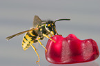 Common wasp