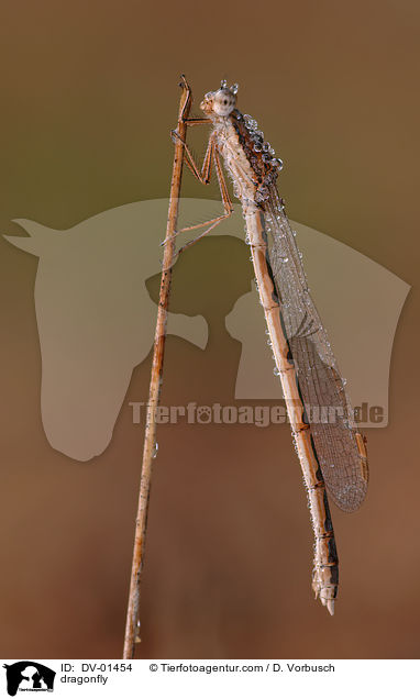 Gemeine Winterlibelle / dragonfly / DV-01454
