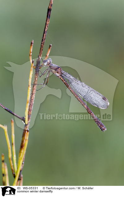 Gemeine Winterlibelle / common winter damselfly / WS-05331