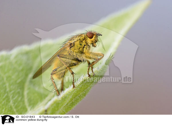 Gelbe Dungfliege / common yellow dung-fly / SO-01843