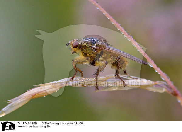Gelbe Dungfliege / common yellow dung-fly / SO-01856