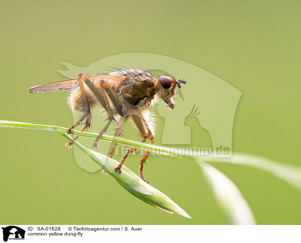 Gelbe Dungfliege / common yellow dung-fly / SA-01628