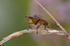 common yellow dung-fly