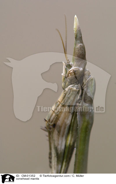 Haubenfangschrecke / conehead mantis / CM-01352