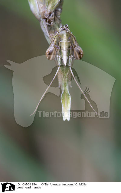 Haubenfangschrecke / conehead mantis / CM-01354