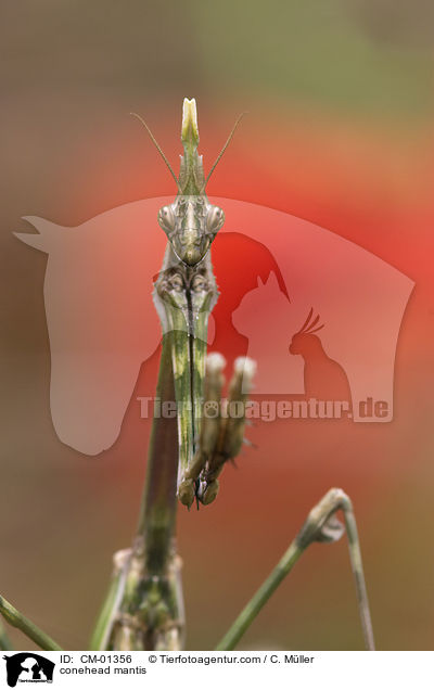 Haubenfangschrecke / conehead mantis / CM-01356