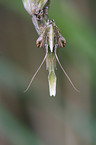 conehead mantis