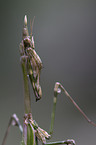 conehead mantis