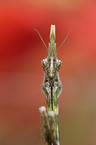 conehead mantis