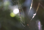 constricted golden orb-weaver