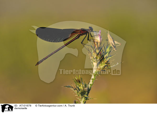 Bronzene Prachtlibelle / demoiselle / AT-01678