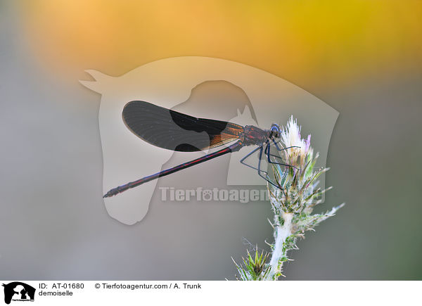 Bronzene Prachtlibelle / demoiselle / AT-01680