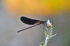 demoiselle