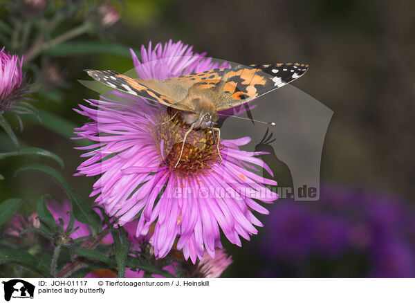 painted lady butterfly / JOH-01117