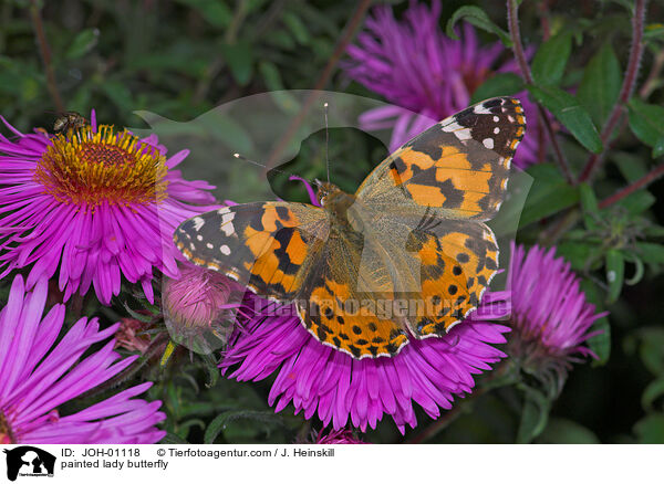 painted lady butterfly / JOH-01118