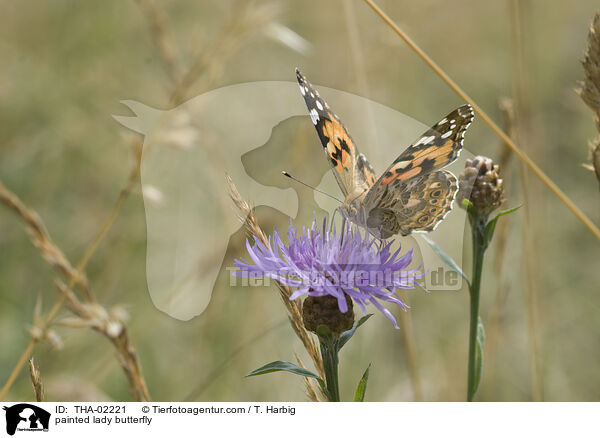 Distelfalter / painted lady butterfly / THA-02221