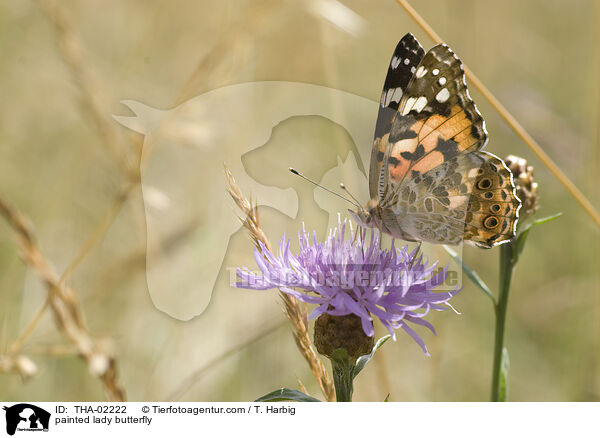 Distelfalter / painted lady butterfly / THA-02222