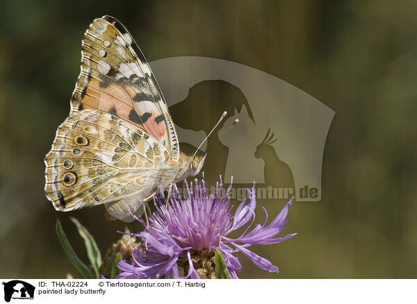 Distelfalter / painted lady butterfly / THA-02224