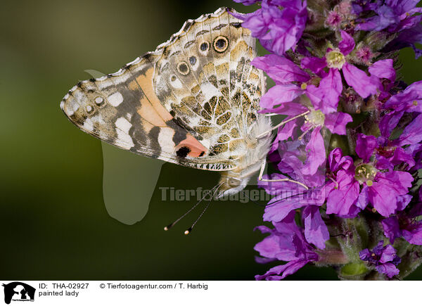 painted lady / THA-02927