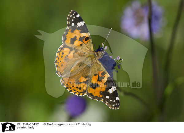 painted lady / THA-05452
