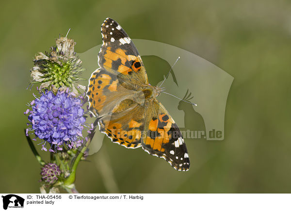painted lady / THA-05456