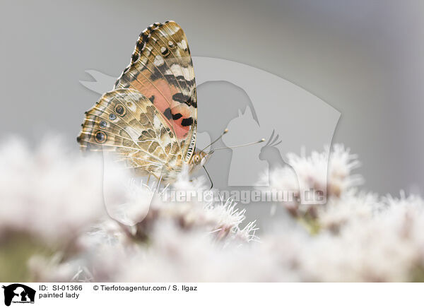 painted lady / SI-01366