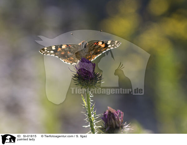 Distelfalter / painted lady / SI-01815