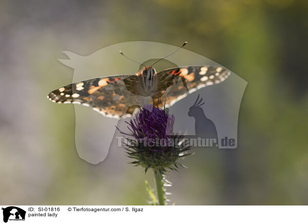 Distelfalter / painted lady / SI-01816