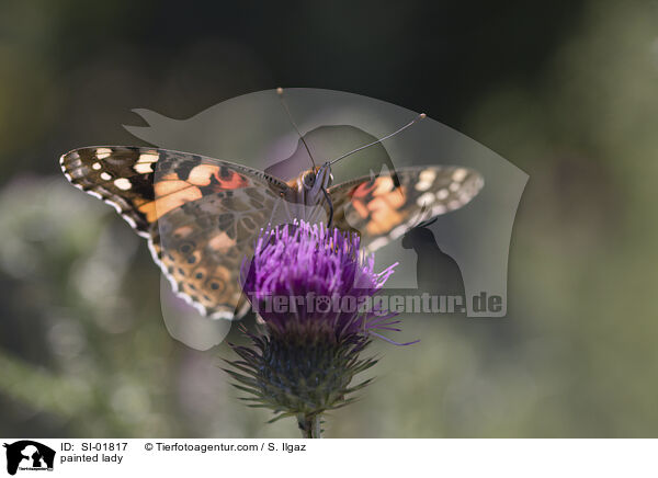 Distelfalter / painted lady / SI-01817