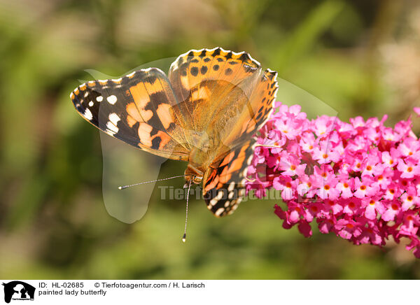 Distelfalter / painted lady butterfly / HL-02685