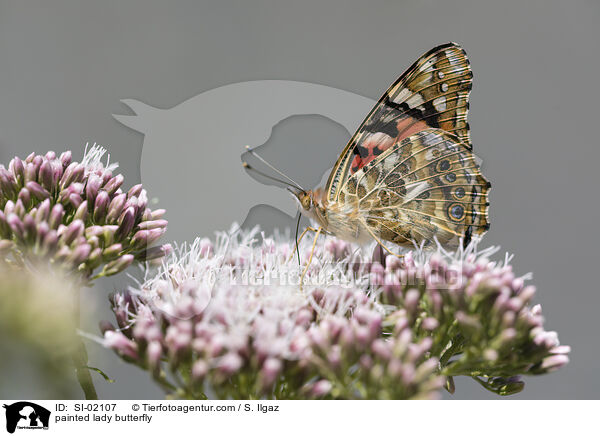Distelfalter / painted lady butterfly / SI-02107