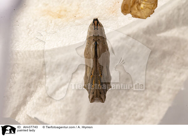 Distelfalter / painted lady / AH-07740