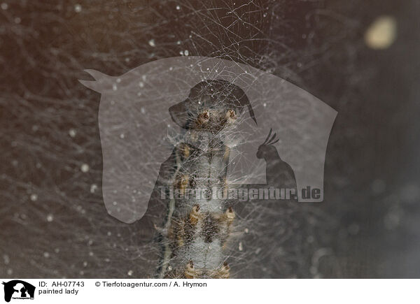 Distelfalter / painted lady / AH-07743