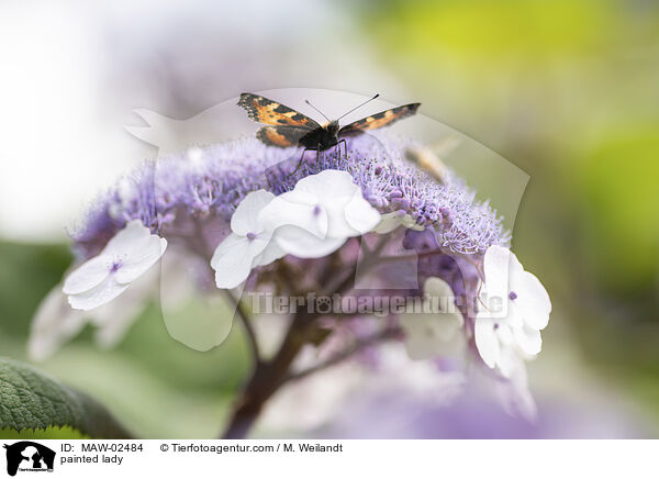 painted lady / MAW-02484