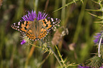 painted lady butterfly