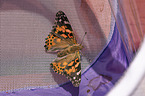 painted lady