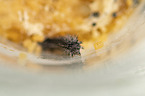 painted lady