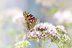 painted lady