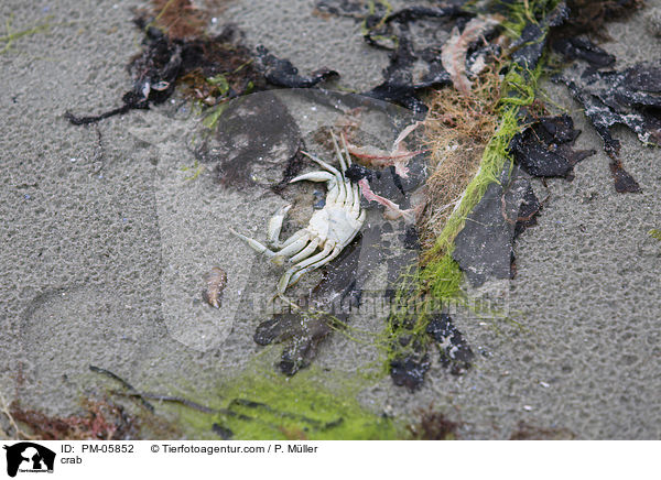 Krabbe / crab / PM-05852