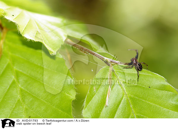 crab spider on beech leaf / AVD-01793