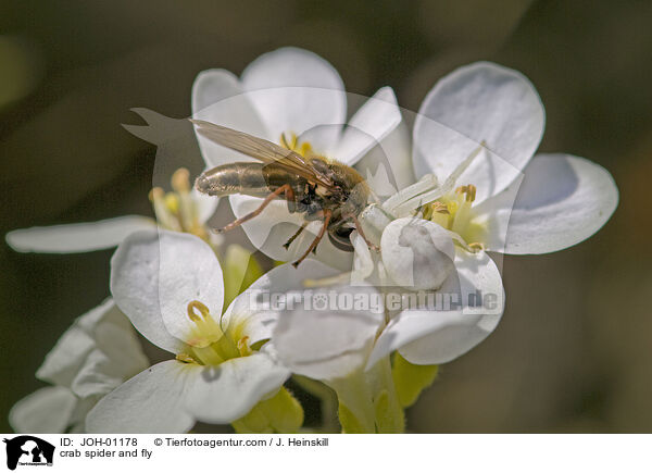 crab spider and fly / JOH-01178