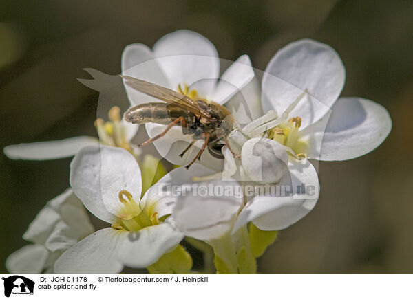 Krabbenspinne und Fliege / crab spider and fly / JOH-01178